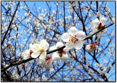 【团队咨询】德安古堡休闲、同安八怪谷赏梅花1日游